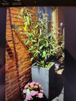 Как выбрать декоративные кустарники для вашего сада