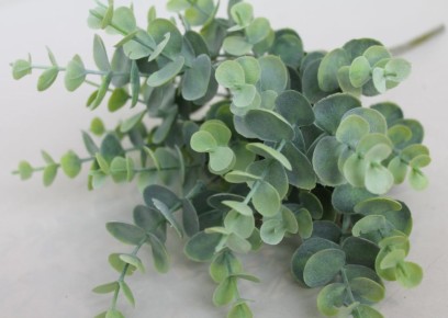 Преимущества домашнего эвкалипта: что стоит знать?