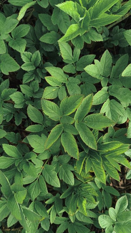 ��� ���������� � �������������� ����������� �������� �� �������