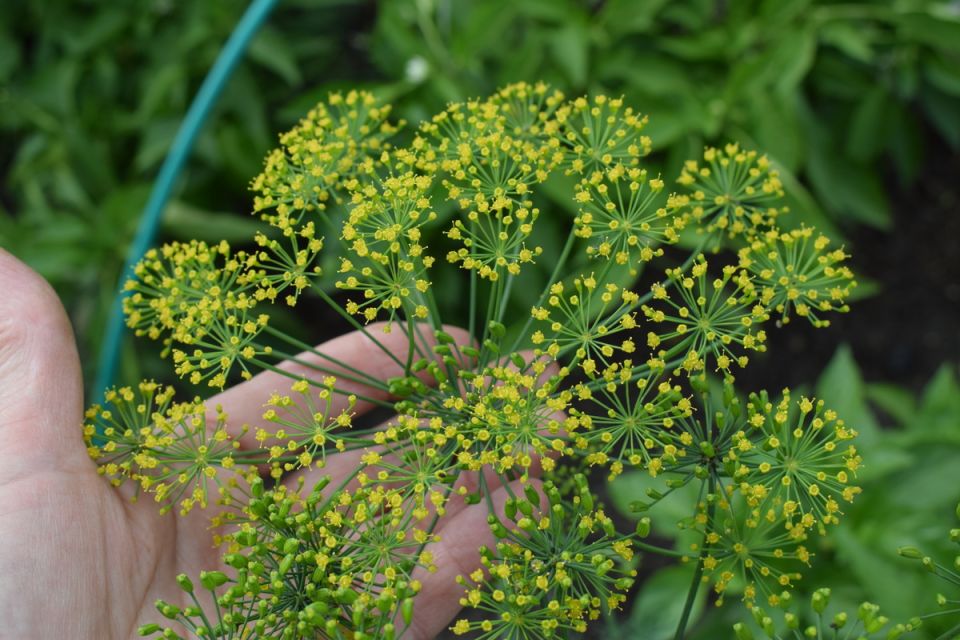 ��� ��������� �����: ������� �������� ������ � ����� �� �����