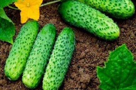 Огурцы Цезарь: секреты успеха для щедрого урожая