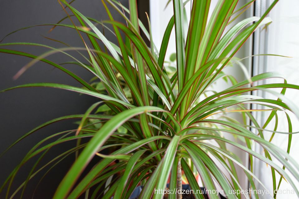 ������� ����� �������: ��� ������� ������ ����� �������� ���� ��������