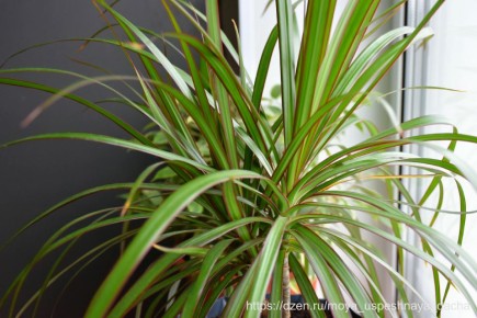 Секреты роста драцены: Как простой брикет может изменить ваше растение