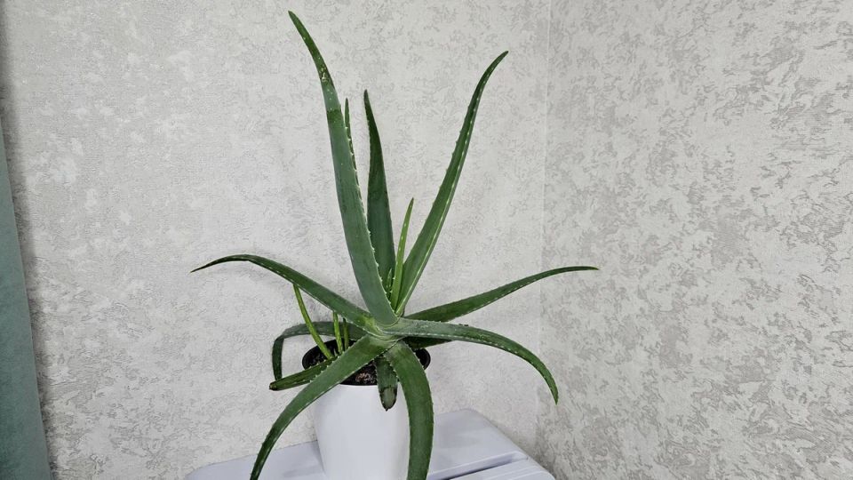 ������������ ��������� ��������, ������� ������� �� ����� ����� � ��� �� ��������