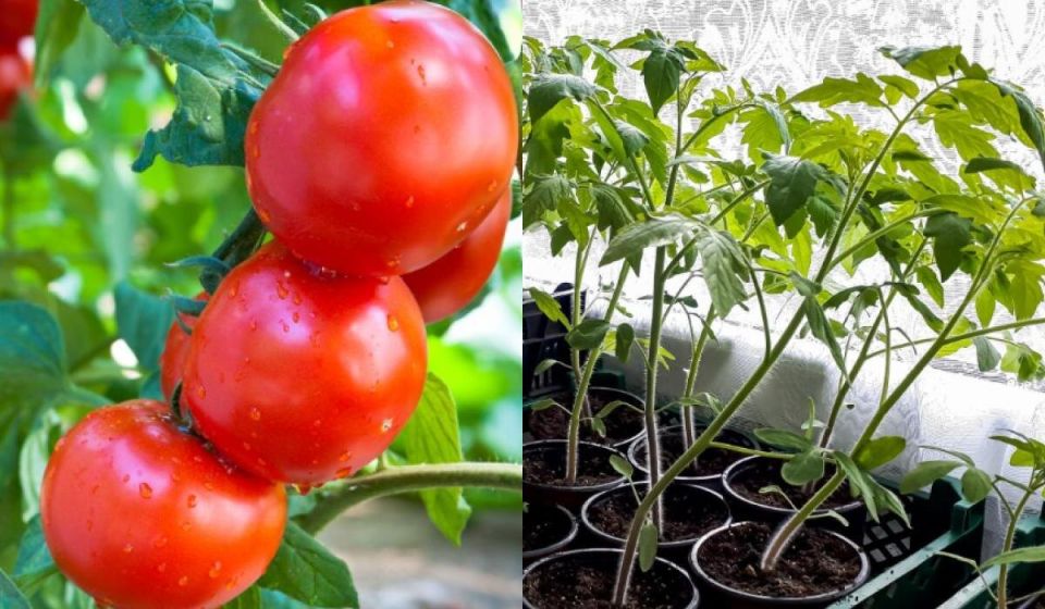 ��� ��������� �������� � ������: ������ ��� ��������� �����������