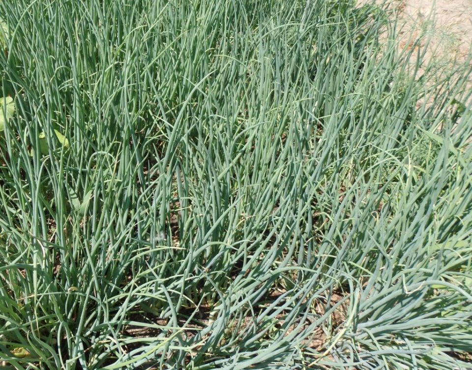 ��� ��������� ������������� ��� � ���� ��� �������� ������