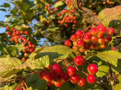 ������ ������ � ����������� ������� ������ ������� �������