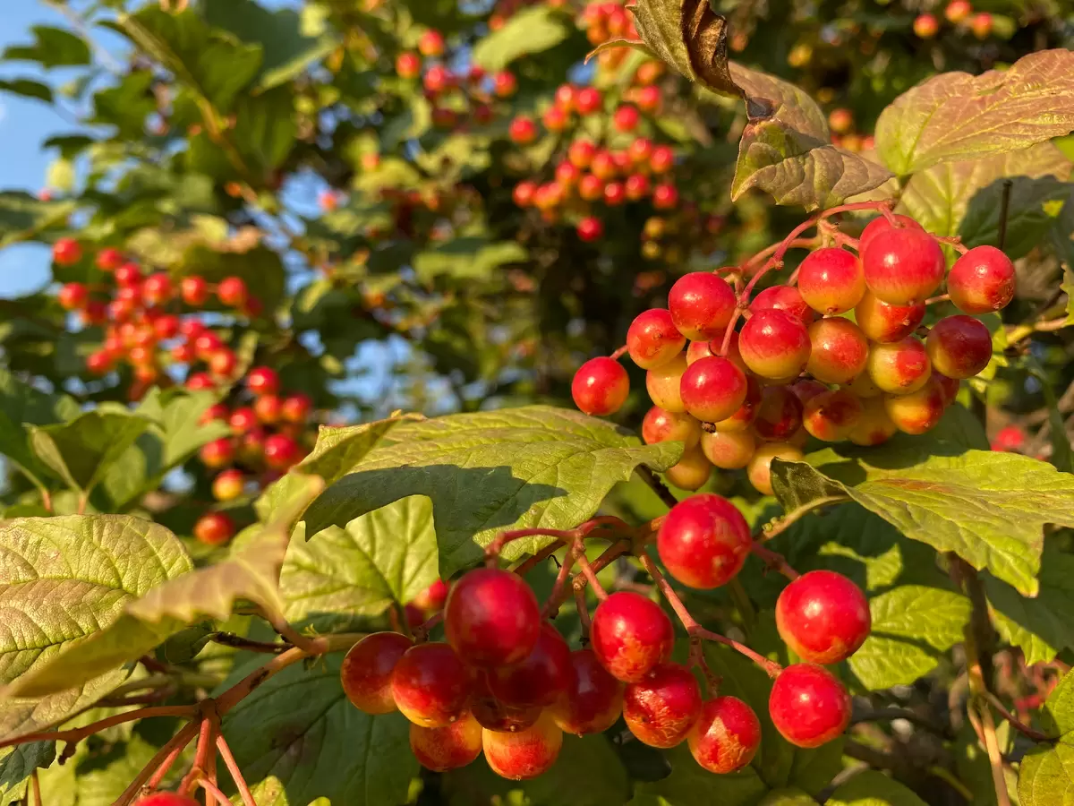 Почему калина — незаменимый спутник вашего дачного участка