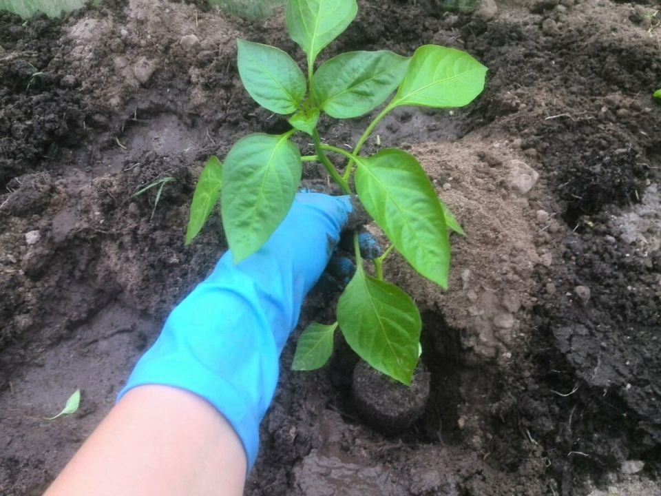 ��� ��������� ���������� ������� ����� � �������: ������� �������� �������