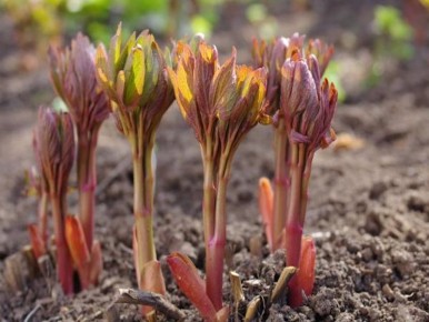 ��� ��������� ���������� ����� � ���� ������ ��� ������������� ��������