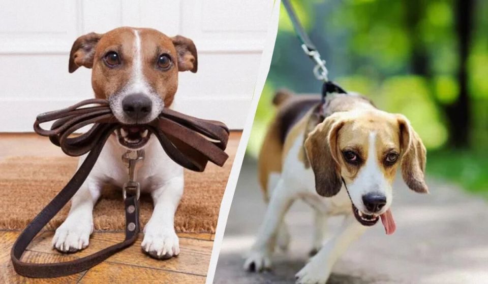 �������� � ��������: ������ ������ �����