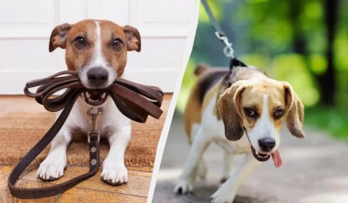 �������� � ��������: ������ ������ �����