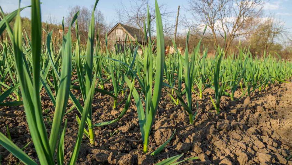 ������ ������� ������ �������: �������� ������� � ������ �� �����