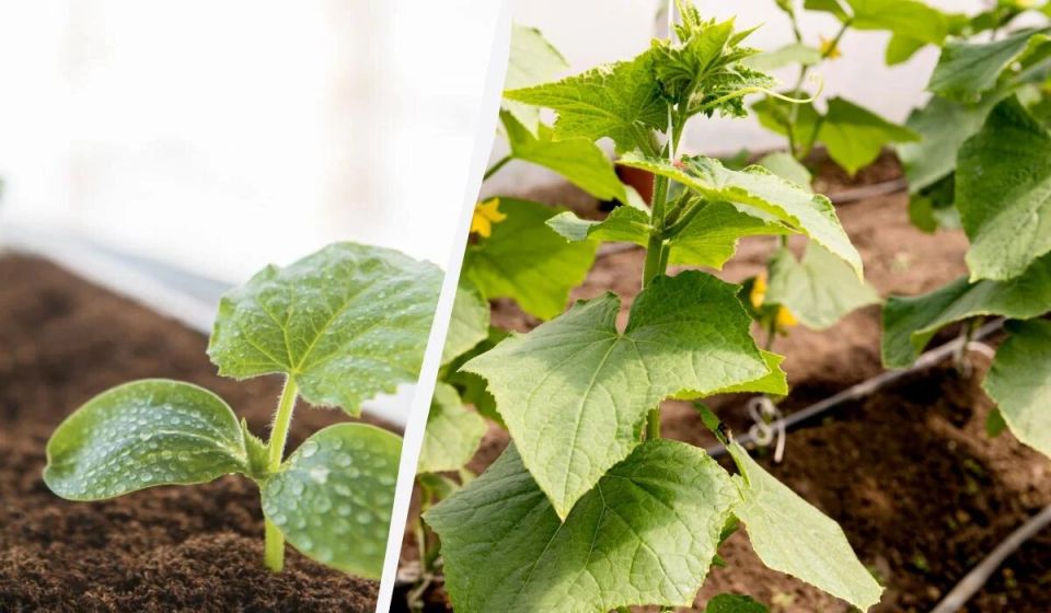 ����� � ��� ����� ������ �� ������� ��� �������