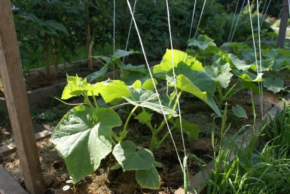 ������ � ������� ������� ������?