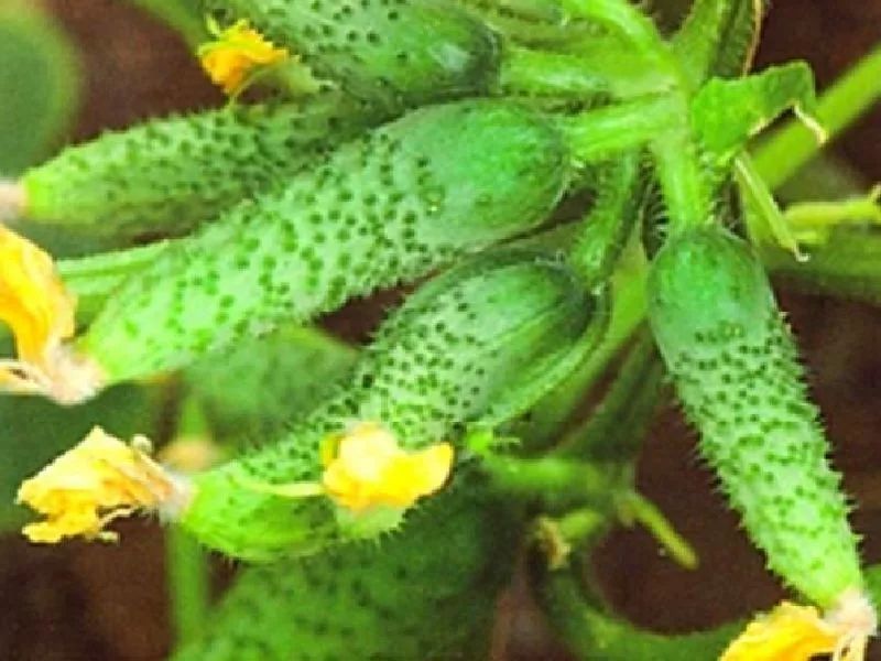 ����� ����� �������: ������ ������� � �������� �������