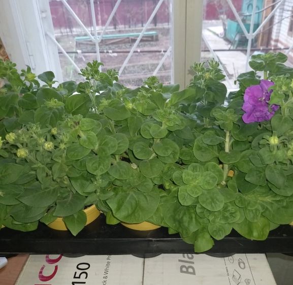 ��� �������� ����������� ������� ������� ��� ��������� � �������� �����