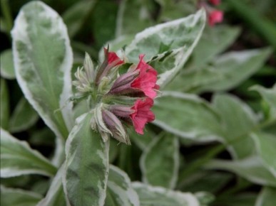 �������� 'David Ward': ������� ���������, ������� ������ ������� ���