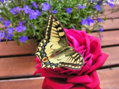 ��� ��������� �������� ����: ������ ������ ��� ���������