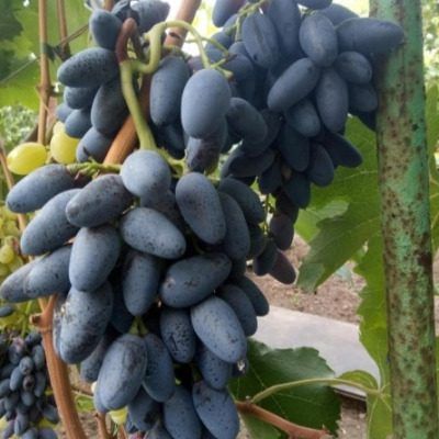 ���������� ������ � ����������� �����: �������� ������� ��� ������� �����