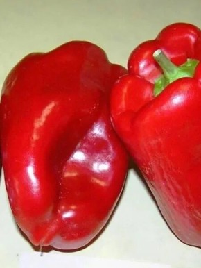 ����� �����: ������ ����, ������� �������� �����������