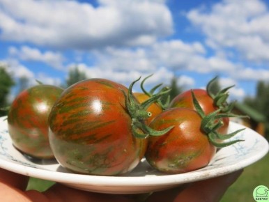 ����� ׸���� ��������� �����: ���������� ���� � ������������ ���������� � ������� ������