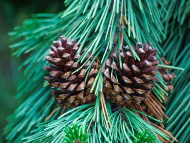 ���� ������������ ������� ��������, ������� ���������� ��� ���