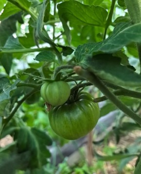 ��� ��������� �� �������� � �������� ��������� ������: ������ � �������