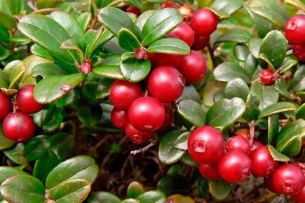 ��������: �������� �������� � ������� ����������� ����