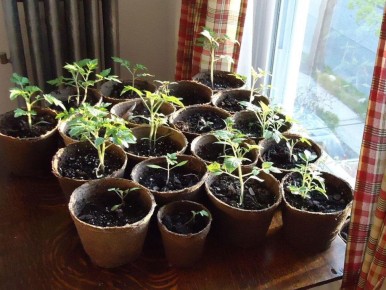 ��������� ������� �������: ������� ��� �������� ������