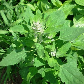 ��� �������� ������� �� ����: ������������ ������ ��� ���������� ������