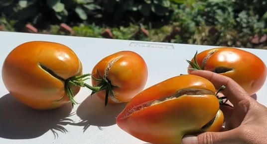 ��� �������� �������� �� ��������������: ����������� ������