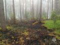 В Южском районе Ивановской области тушили лесной пожар