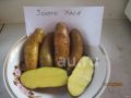 Картофель Золото Майя: ранний сорт с ореховым вкусом и яркой кожурой