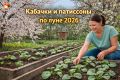 Кабачковый календарь 2026: когда и как сажать кабачки по регионам