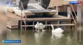 У лебедей из Родниковского Летнего сада прибавление