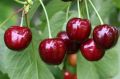Черешня: природный целитель для сердца и сна