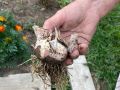 Секреты успешной осенней посадки чеснока: как получить рекордный урожай