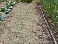 Как подготовить грядки для чеснока и лука: секреты агрономов