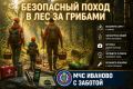 Собираешься в лес за грибами — позаботься о безопасности