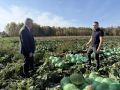 Аграрии региона убирают урожай и готовятся к народной ярмарке «День урожая»